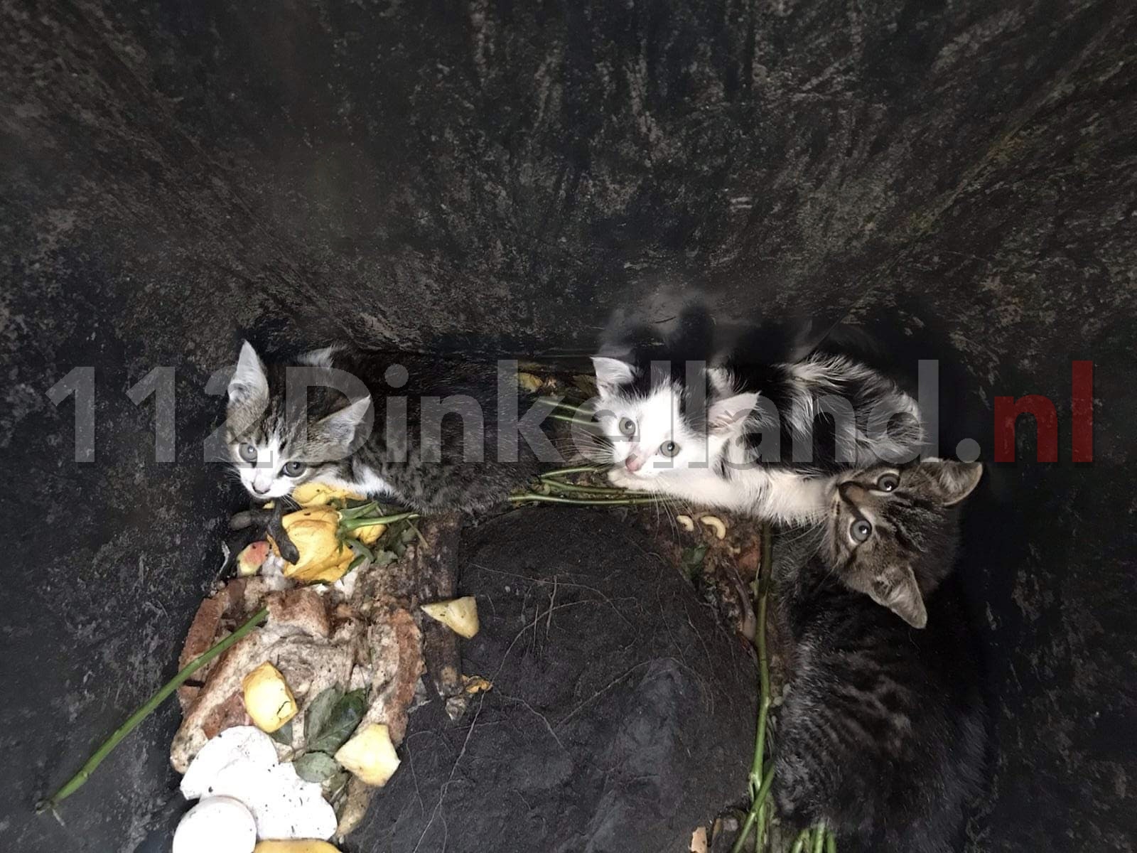 Kittens gedumpt in vuilnisbak in Denekamp